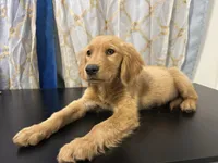Golden Buiscuit , a female Golden Retriever for sale in Los Angeles, CA – 4 of 9