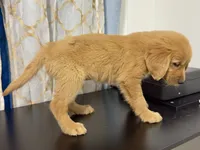 golden furry , a male Golden Retriever for sale in Los Angeles, CA – 2 of 5