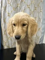 Golden Buttercup, a female Golden Retriever for sale in Los Angeles, CA – 2 of 5