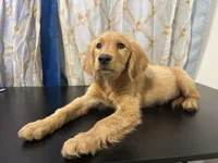 Golden Buiscuit , a female Golden Retriever for sale in Los Angeles, CA – 7 of 9