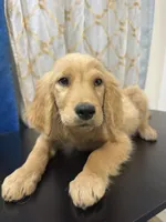 Golden Nugget , a male Golden Retriever for sale in Los Angeles, CA – 7 of 10