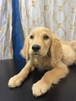 Golden Nugget , a male Golden Retriever for sale in Los Angeles, CA – 2 of 10