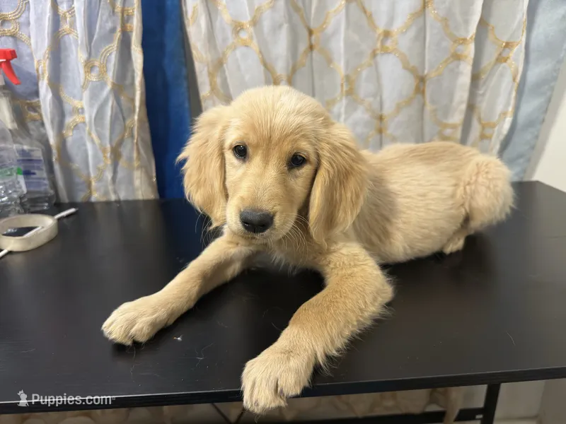 Golden Buttercup  – Golden Retriever puppy for sale in Los Angeles, CA
