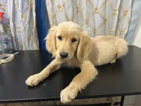Golden Buttercup , a female Golden Retriever for sale in Los Angeles, CA – 1 of 6