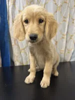 Golden Buttercup, a female Golden Retriever for sale in Los Angeles, CA – 1 of 5