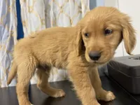 golden furry , a male Golden Retriever for sale in Los Angeles, CA – 4 of 5