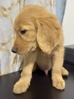 Golden Teddy , a male Golden Retriever for sale in Los Angeles, CA – 2 of 3