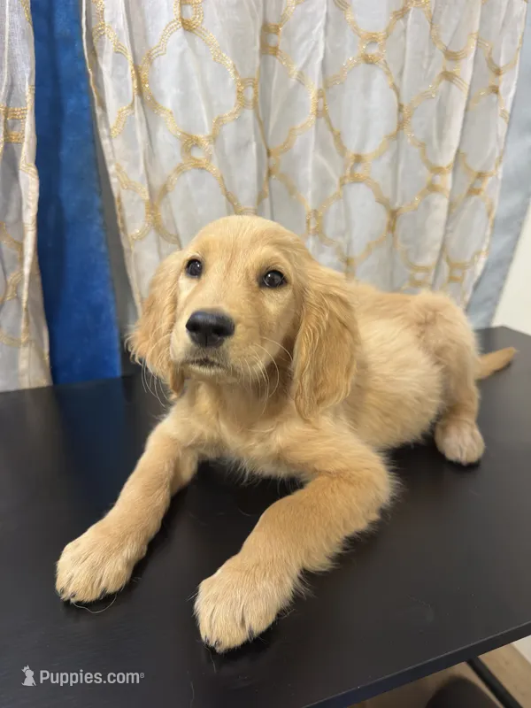 Golden Nugget  – Golden Retriever puppy for sale in Los Angeles, CA