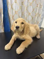 Golden Nugget , a male Golden Retriever for sale in Los Angeles, CA – 1 of 10