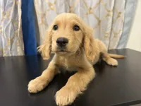 Golden Buddy , a female Golden Retriever for sale in Los Angeles, CA – 5 of 7