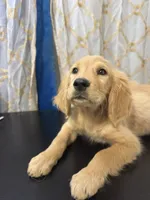Golden Nugget , a male Golden Retriever for sale in Los Angeles, CA – 9 of 10