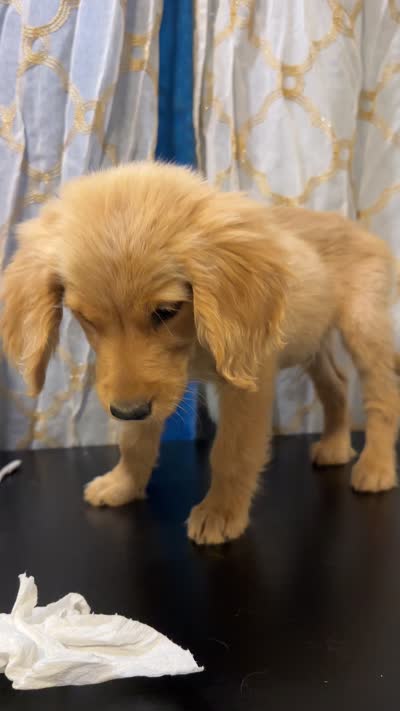 Golden Buddy , a female Golden Retriever for sale in Los Angeles, CA – 6 of 7