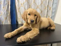 Golden Buiscuit , a female Golden Retriever for sale in Los Angeles, CA – 6 of 9