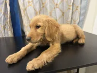 Golden Buiscuit , a female Golden Retriever for sale in Los Angeles, CA – 9 of 9