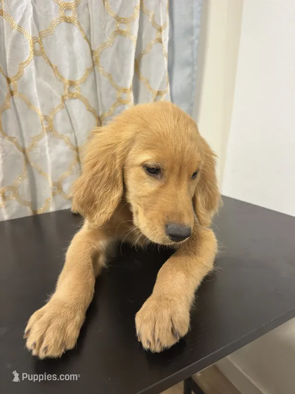 Golden Teddy  – Golden Retriever puppy on hold in Los Angeles, CA