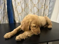 Golden Buiscuit , a female Golden Retriever for sale in Los Angeles, CA – 3 of 9