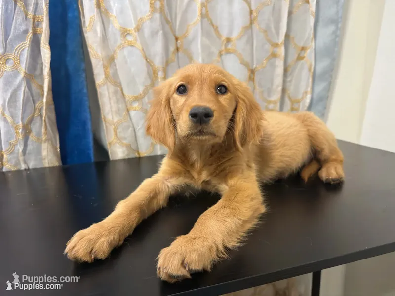 Golden Buiscuit  – Golden Retriever puppy for sale in Los Angeles, CA