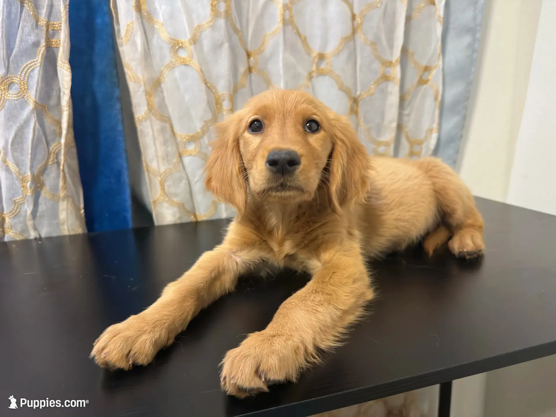 Golden Buiscuit , a female Golden Retriever for sale in Los Angeles, CA – 1 of 9