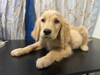 Golden Boy , a male Golden Retriever for sale in Los Angeles, CA – 6 of 10