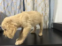 Golden sunny , a female Golden Retriever for sale in Los Angeles, CA – 5 of 5