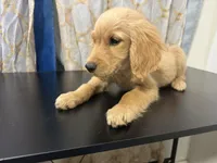 Golden Buddy , a female Golden Retriever for sale in Los Angeles, CA – 4 of 7