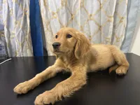 Golden Buiscuit , a female Golden Retriever for sale in Los Angeles, CA – 8 of 9