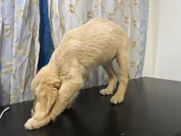 Golden Buttercup , a female Golden Retriever for sale in Los Angeles, CA – 4 of 6