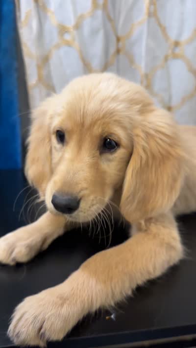 Golden Buttercup, a female Golden Retriever for sale in Los Angeles, CA – 5 of 5