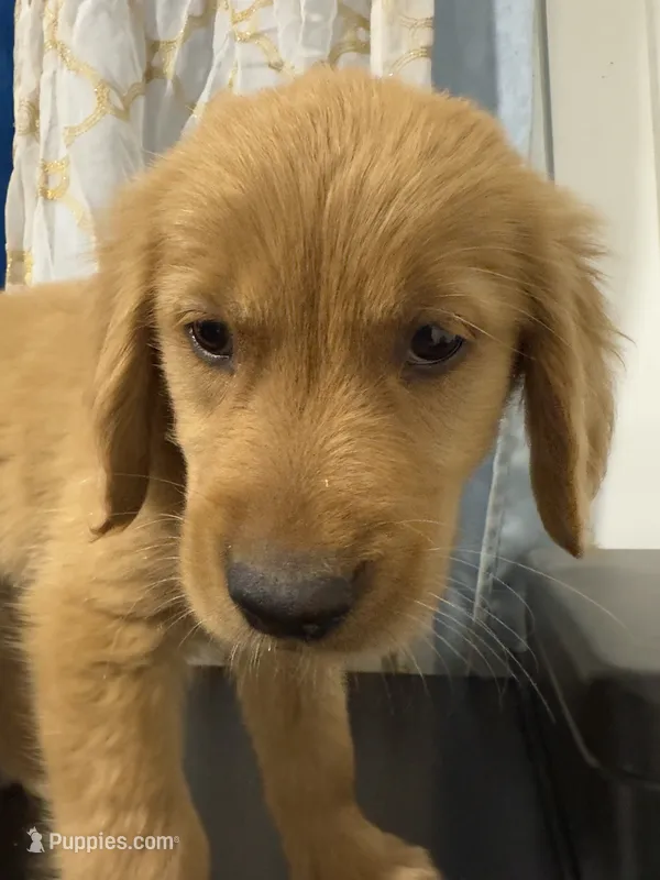 golden furry  – Golden Retriever puppy for sale in Los Angeles, CA