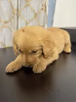 golden furry , a male Golden Retriever for sale in Los Angeles, CA – 3 of 5