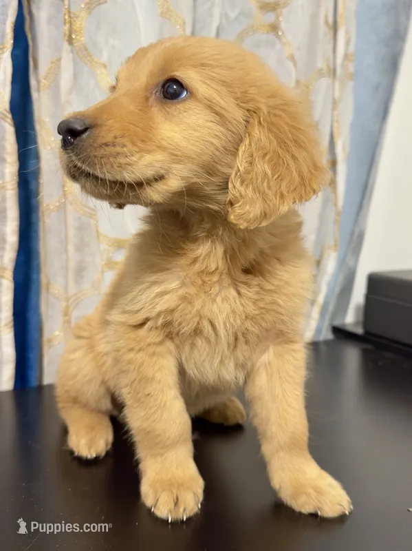 golden puppy  – Golden Retriever puppy for sale in Los Angeles, CA