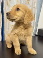 golden puppy , a male Golden Retriever for sale in Los Angeles, CA – 1 of 3