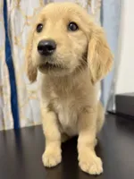 Golden sunny , a female Golden Retriever for sale in Los Angeles, CA – 4 of 5