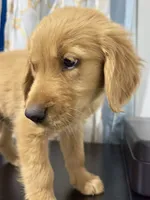 golden furry , a male Golden Retriever for sale in Los Angeles, CA – 5 of 5