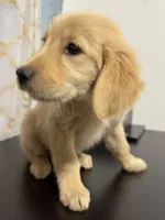 Golden sunny , a female Golden Retriever for sale in Los Angeles, CA – 3 of 5