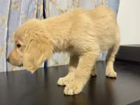 Golden sunny , a female Golden Retriever for sale in Los Angeles, CA – 2 of 5