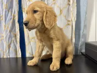 Golden Teddy , a male Golden Retriever for sale in Los Angeles, CA – 3 of 3