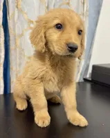 golden puppy , a male Golden Retriever for sale in Los Angeles, CA – 2 of 3