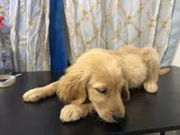 Golden Boy , a male Golden Retriever for sale in Los Angeles, CA – 8 of 10