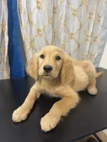 Golden Boy , a male Golden Retriever for sale in Los Angeles, CA – 5 of 10