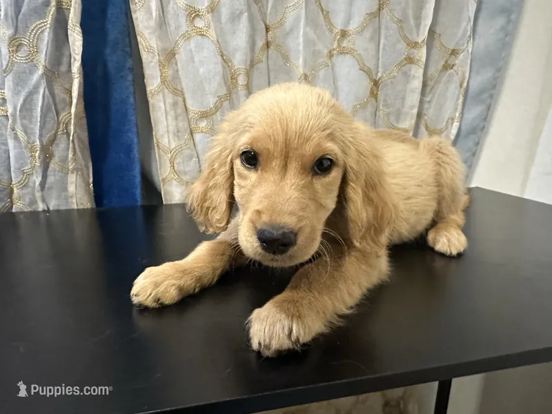 Golden Buddy  – Golden Retriever puppy on hold in Los Angeles, CA
