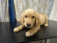 Golden Buddy , a female Golden Retriever for sale in Los Angeles, CA – 1 of 7