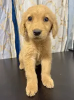 golden puppy , a male Golden Retriever for sale in Los Angeles, CA – 3 of 3
