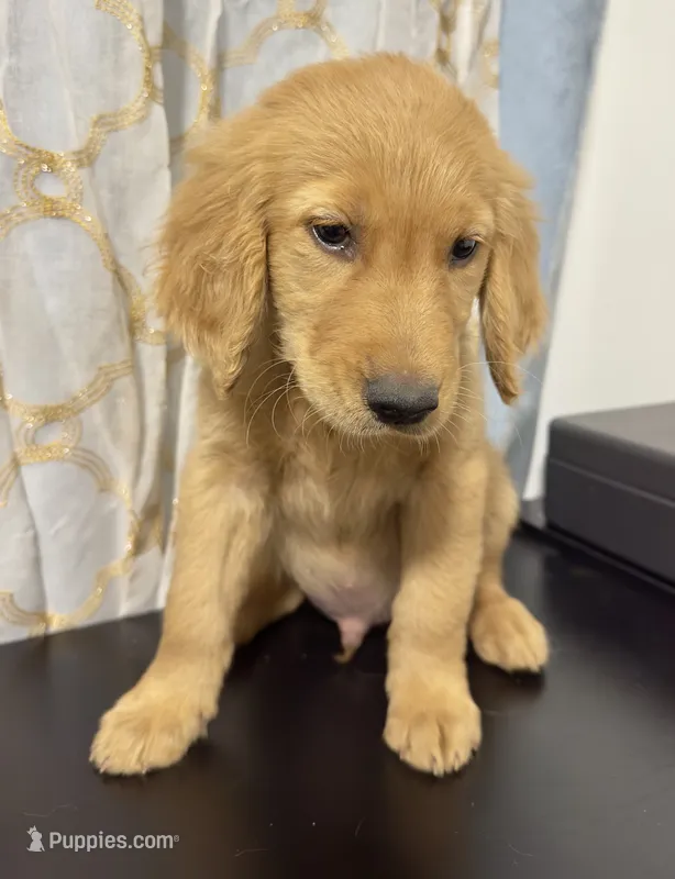 Golden Teddy  – Golden Retriever puppy for sale in Los Angeles, CA