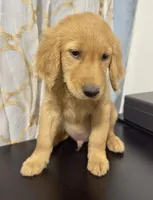 Golden Teddy , a male Golden Retriever for sale in Los Angeles, CA – 1 of 3