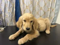Golden Nugget , a male Golden Retriever for sale in Los Angeles, CA – 5 of 10