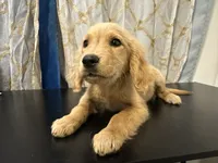 Golden Buddy , a female Golden Retriever for sale in Los Angeles, CA – 2 of 7