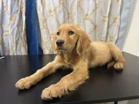 Golden Buiscuit , a female Golden Retriever for sale in Los Angeles, CA – 5 of 9