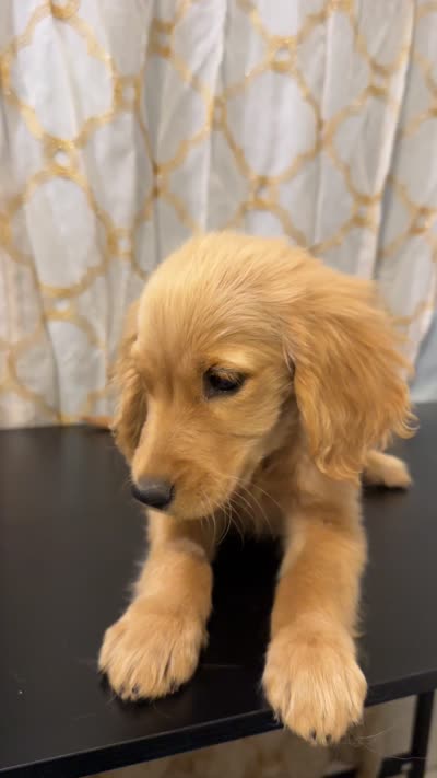 Golden Buddy , a female Golden Retriever for sale in Los Angeles, CA – 7 of 7
