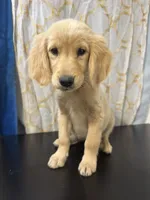 Golden Buttercup , a female Golden Retriever for sale in Los Angeles, CA – 3 of 6